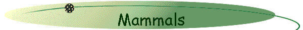 Mammals
